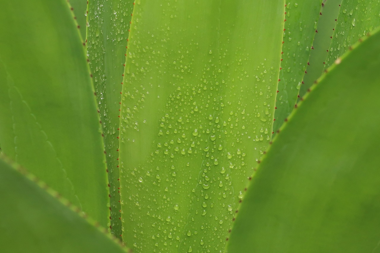 Fresh aloe vera plant leaves