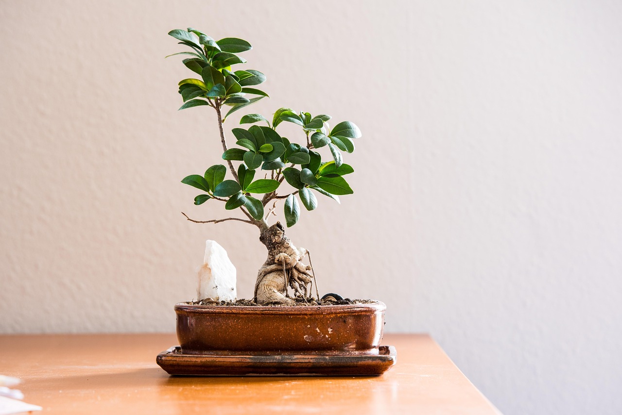 Indoor plants on a sunny windowsill