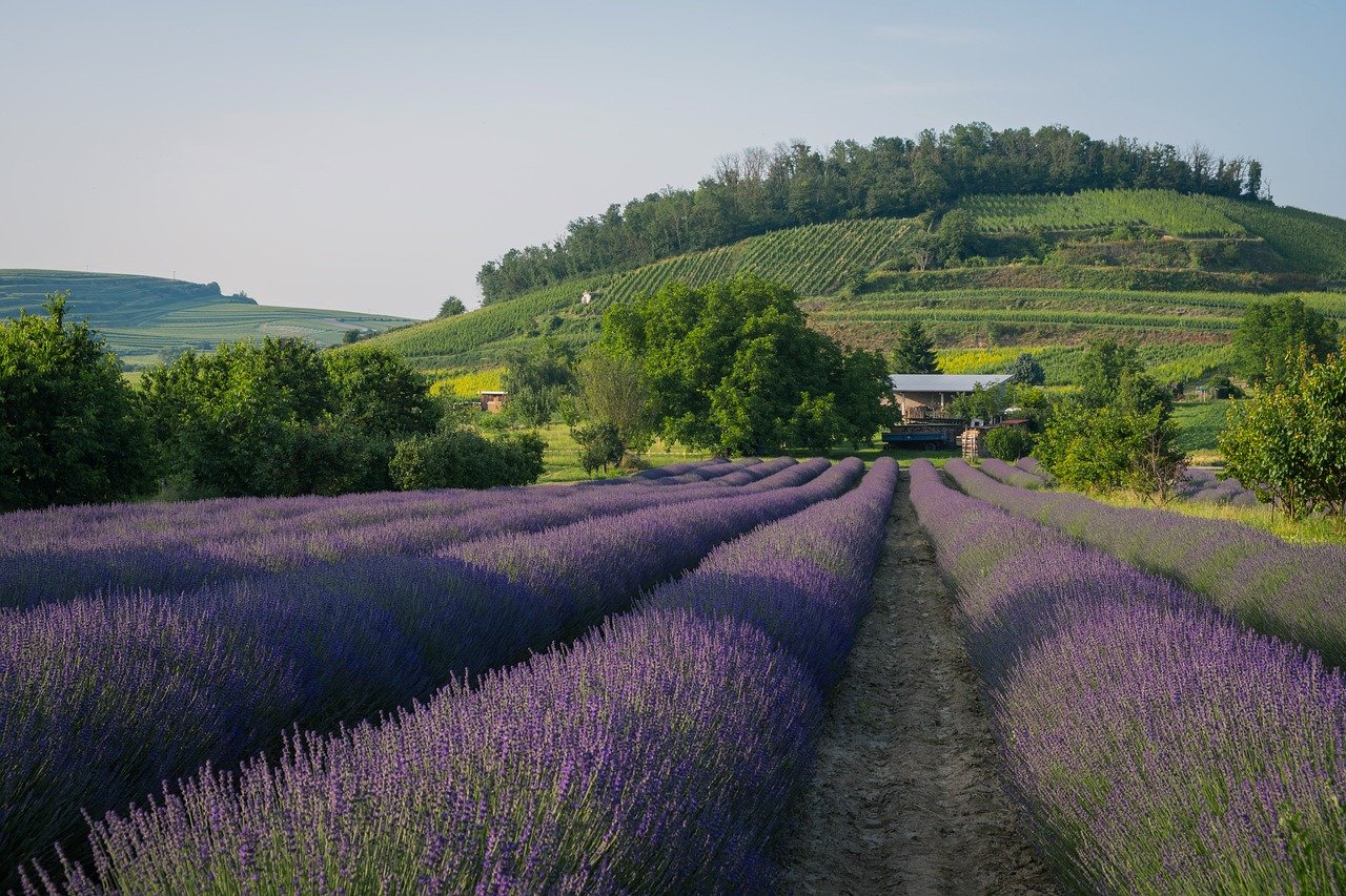 Lavender fields in full bloom